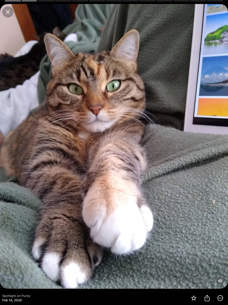 A senior large-sized female Domestic Short Hair cat named Snuggy CP for adoption in New Baltimore, MI