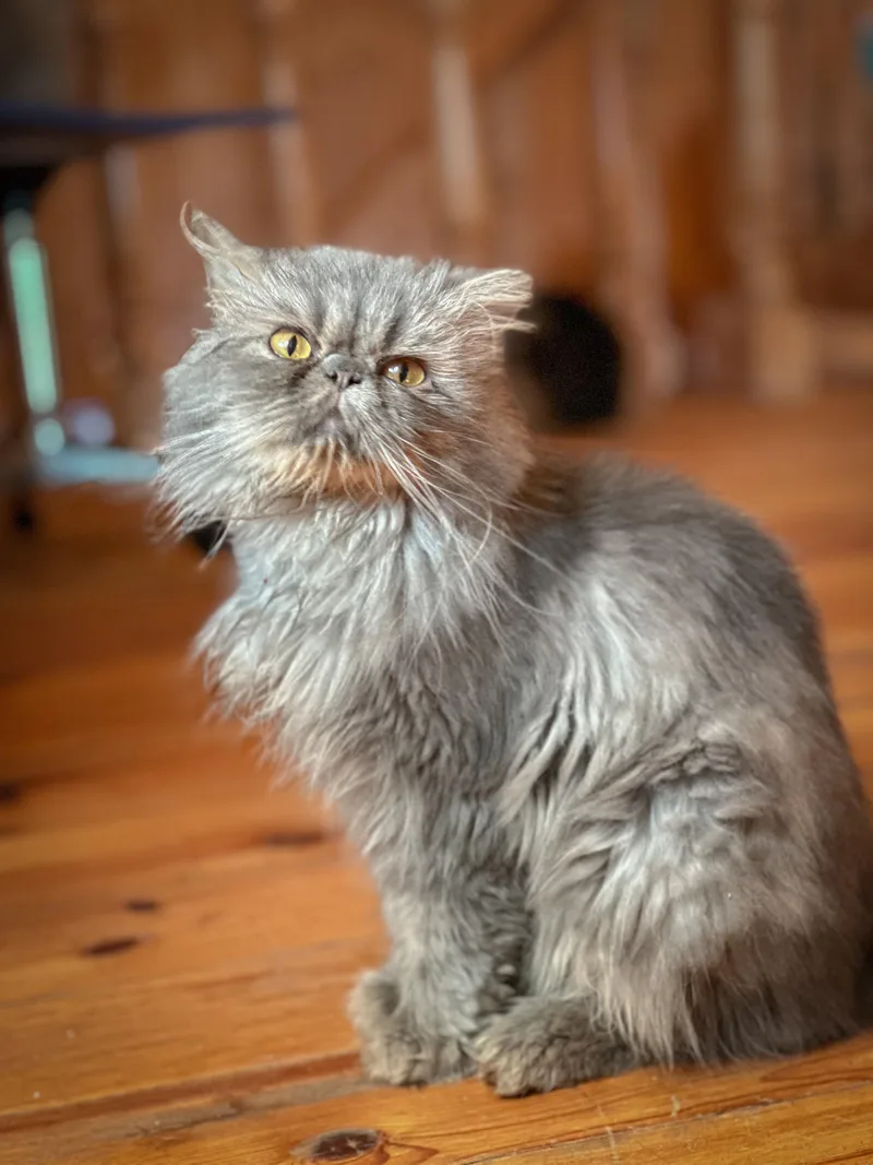 Kuzya