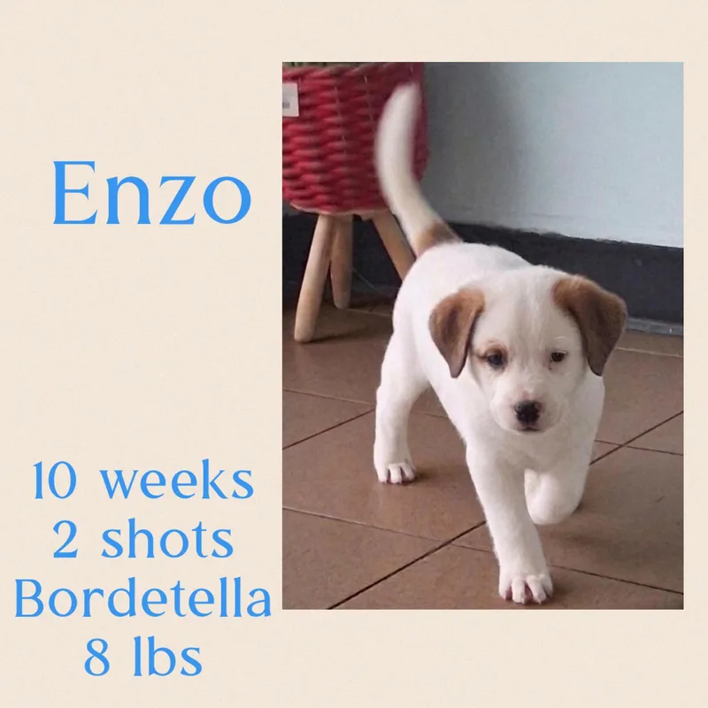 Enzo