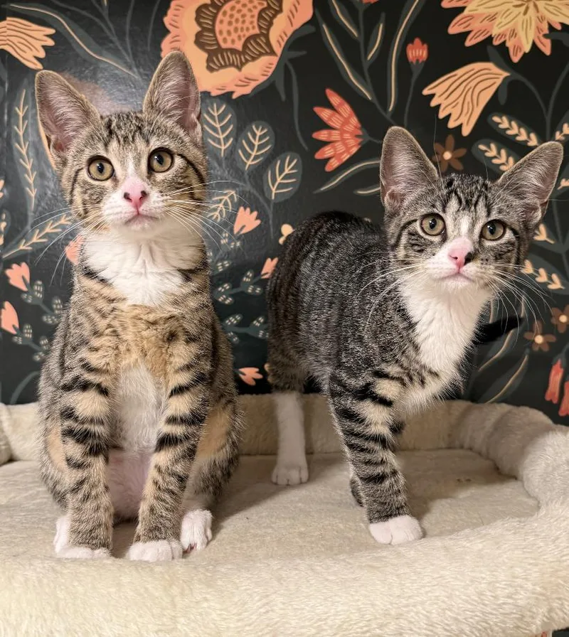 A baby medium-sized female Domestic Short Hair cat named Edie & Mink for adoption in Brooklyn, NY