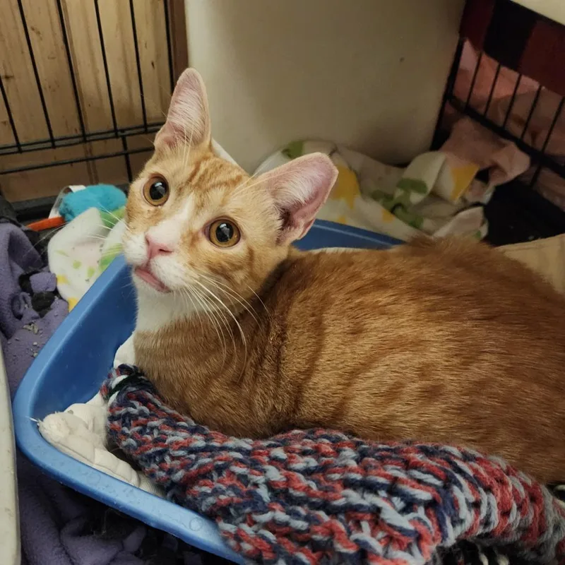 An adult medium-sized male Domestic Short Hair cat named Pepe for adoption in Madison, WI