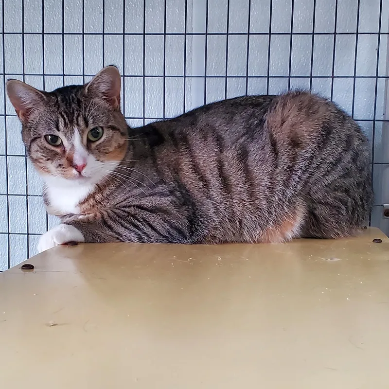 A young medium-sized female Domestic Short Hair cat named Justice for adoption in Lake Hopatcong, NJ
