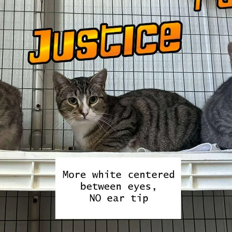 Justice thumbnail 3