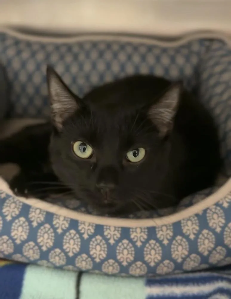 An adult medium-sized female Black Domestic Short Hair cat named Shadow for adoption in Bemidji, MN