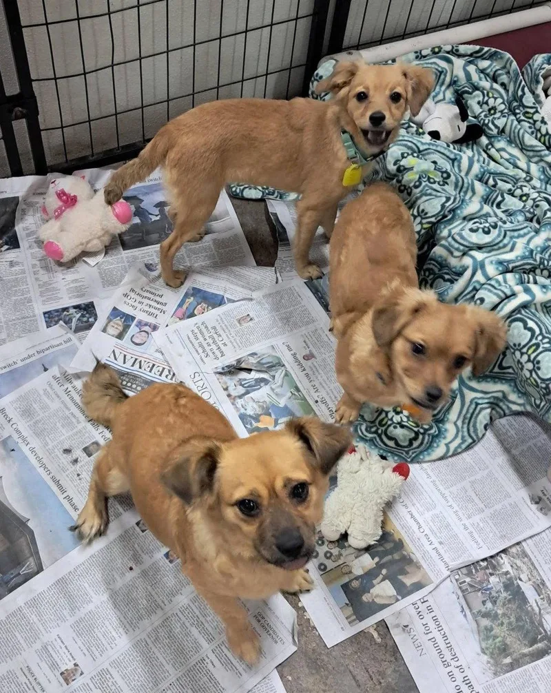 A baby small-sized female Dachshund dog named April Rose for adoption in Mukwonago, WI