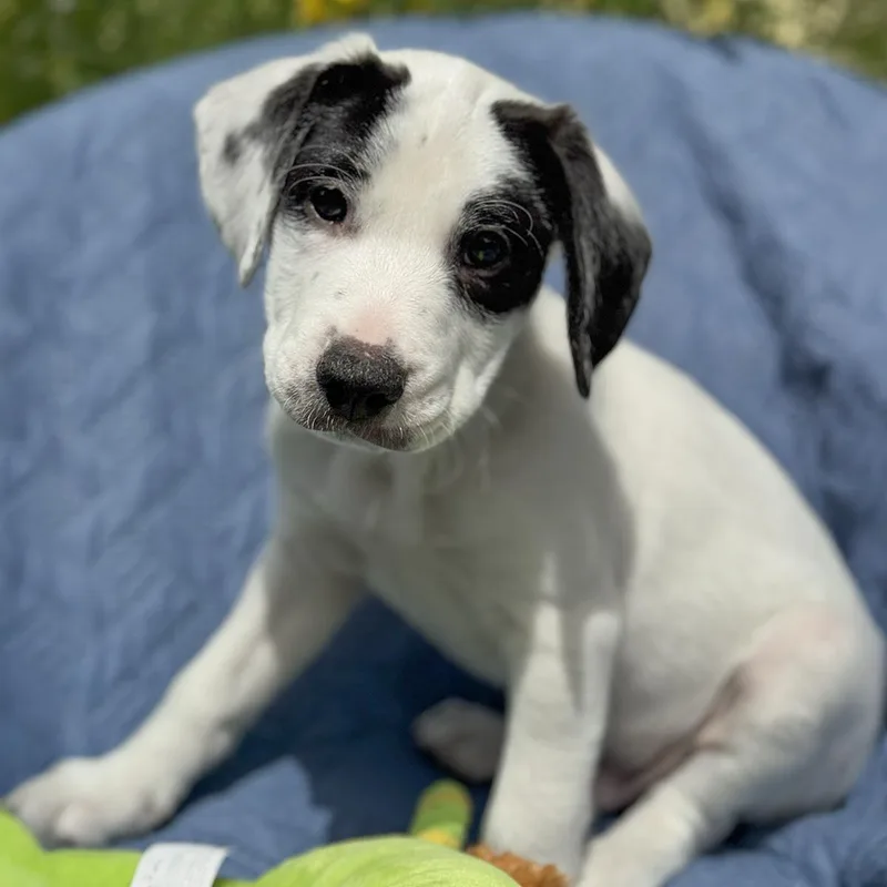 A baby medium-sized male Spaniel dog named Cheers Pup  Coach for adoption in San Diego, CA