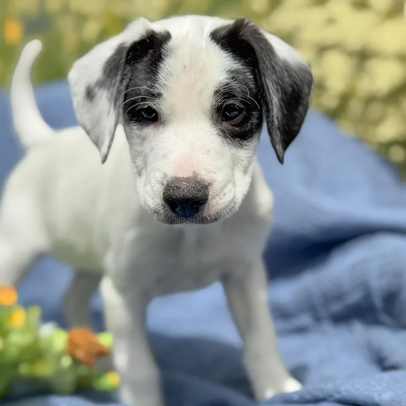 Cheers Pup  Coach thumbnail 2
