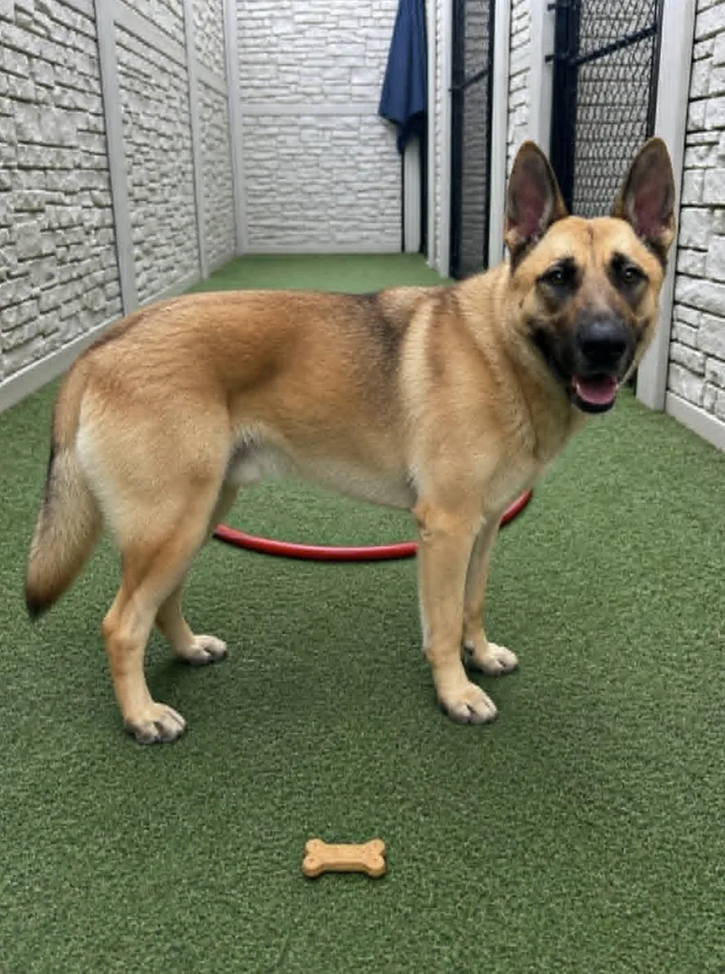 A young large-sized male German Shepherd Dog dog named Martin for adoption in Allen, TX