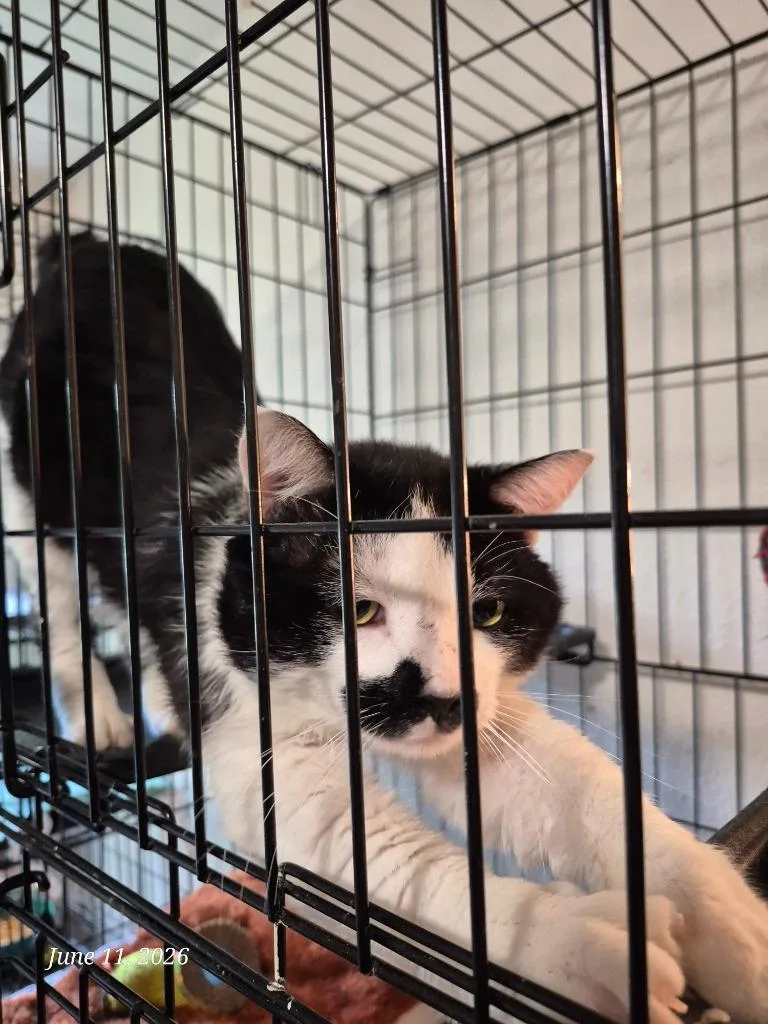 A young medium-sized male Domestic Short Hair cat named Patches for adoption in Thompson Falls, MT