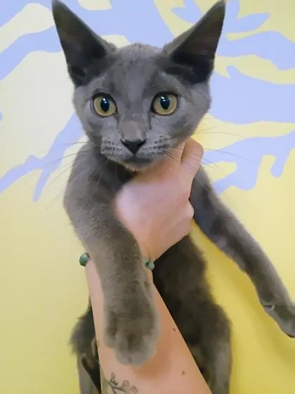 A young small-sized male Russian Blue cat named Rhogan Josh for adoption in Beatrice, NE
