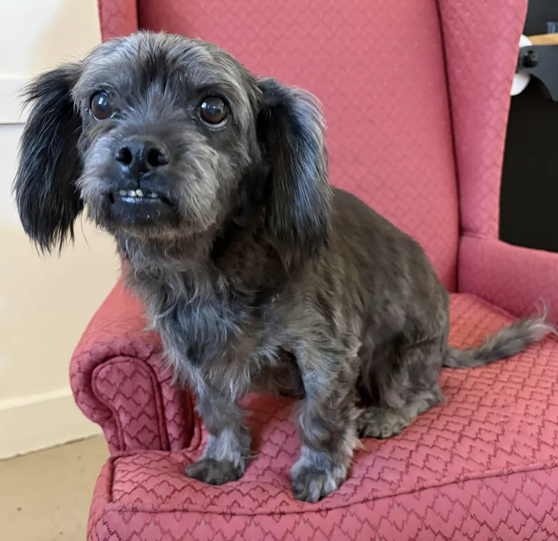 A senior small-sized male Shih Tzu dog named Walter for adoption in Mount Sterling, KY