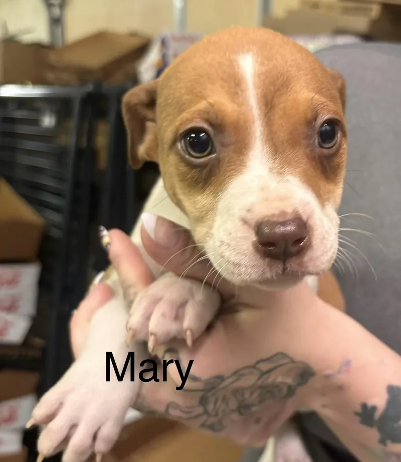 Mary
