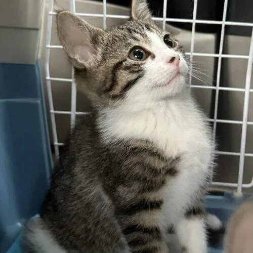 A baby small-sized male Tabby (Tiger Striped) Tabby cat named Winston for adoption in Edmond, OK