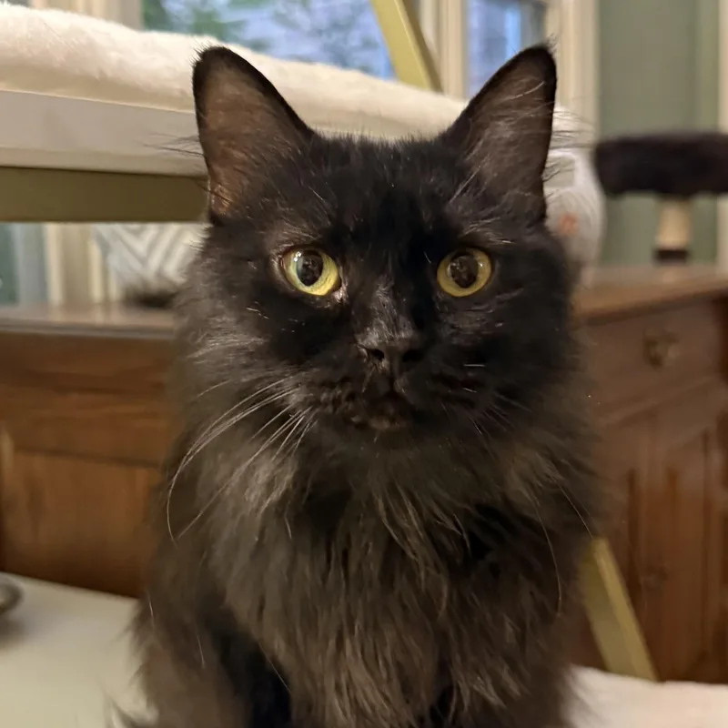 Loving Beautiful Bastet