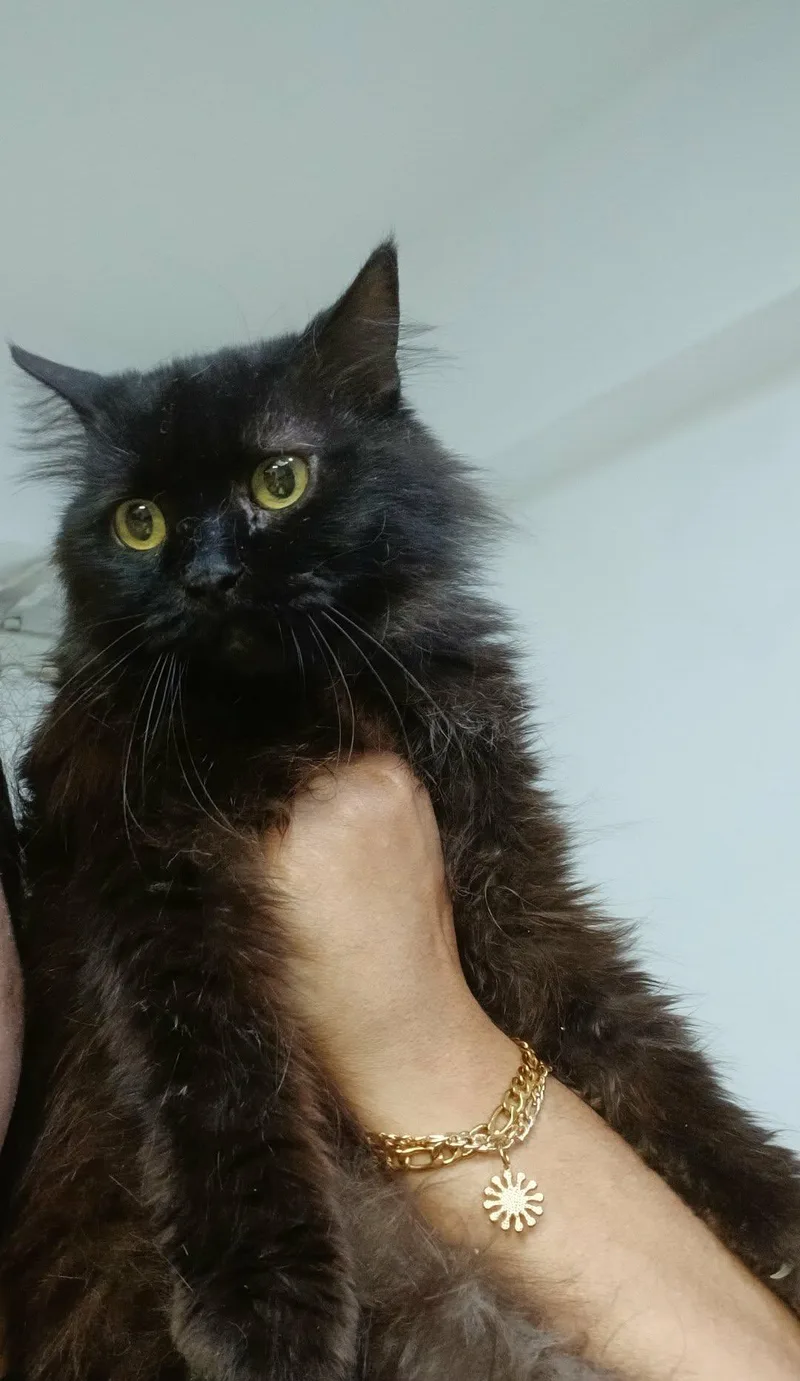 Loving Beautiful Bastet thumbnail 2