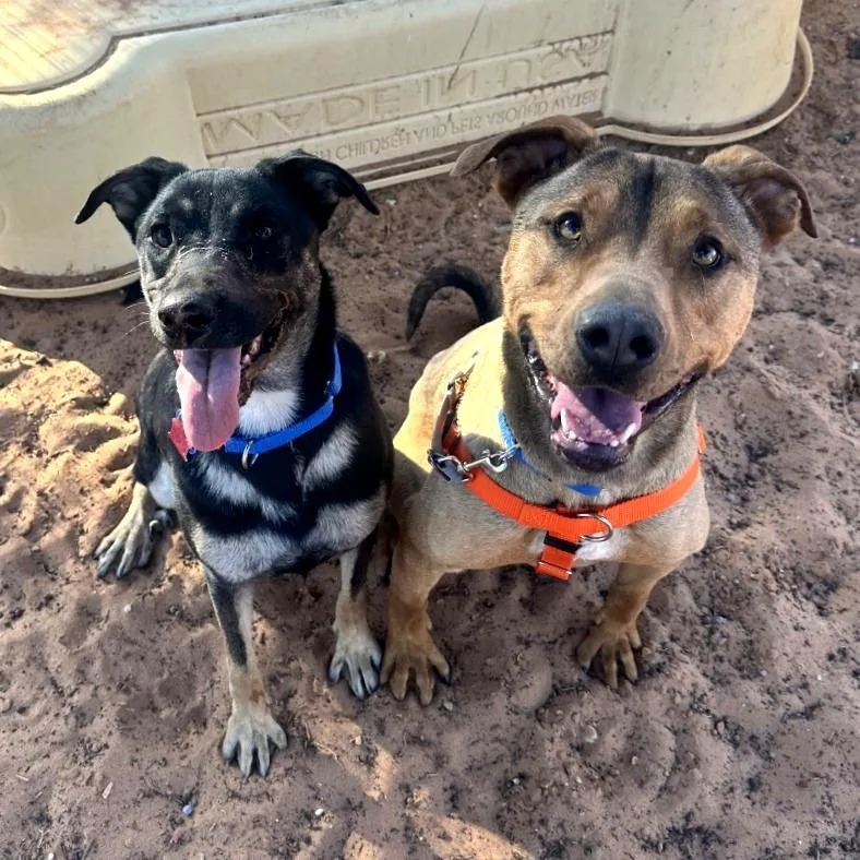 Johnny Blaze thumbnail 4