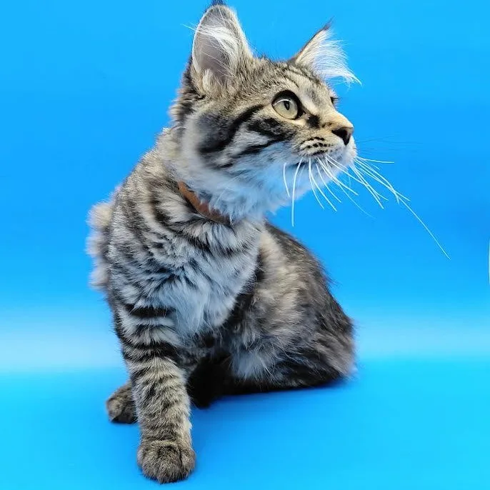 A baby medium-sized female Domestic Long Hair cat named Mayo for adoption in Springfield, MO