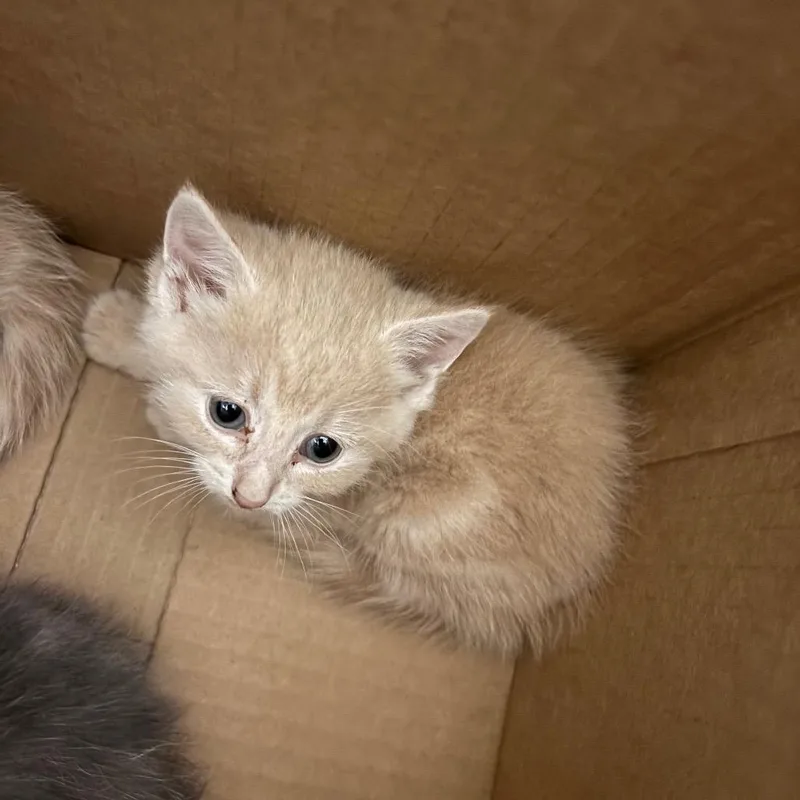 A baby small-sized male Orange / Red Domestic Medium Hair cat named Orenji for adoption in Charleston, WV