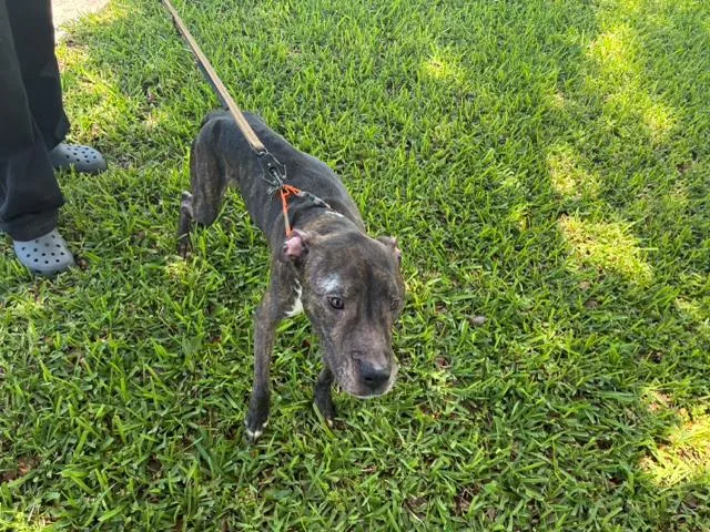 An adult medium-sized male Mixed Breed dog named Opie for adoption in West Palm Beach, FL