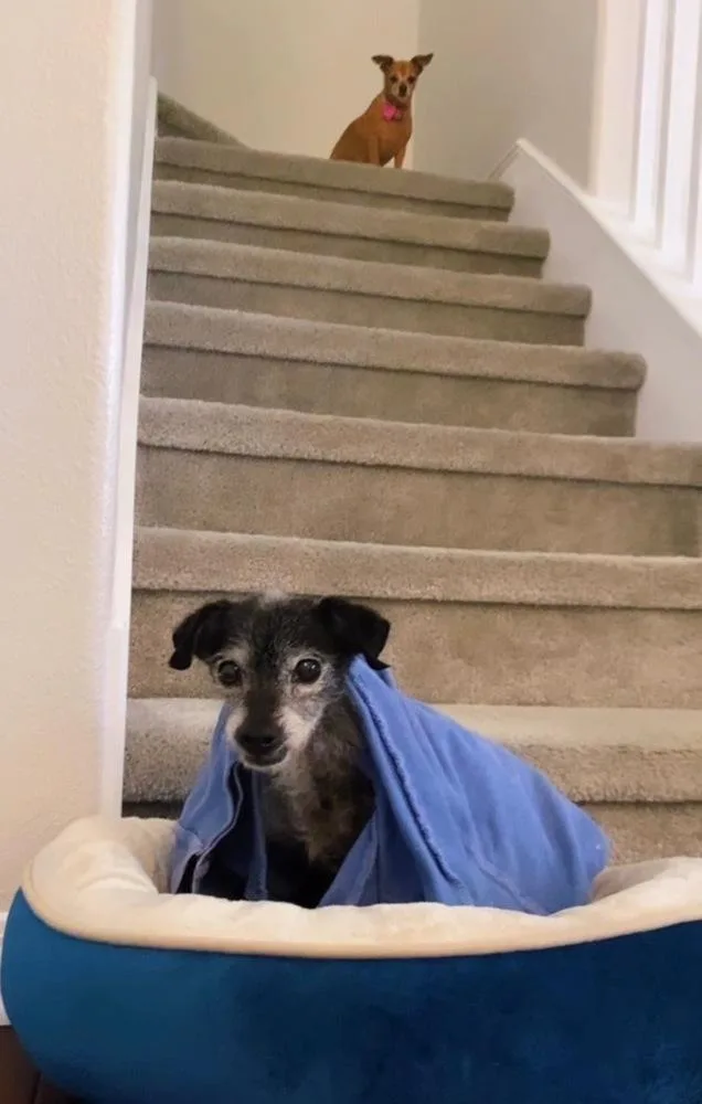 A senior small-sized female Black Chihuahua dog named Lelo for adoption in los angeles, CA