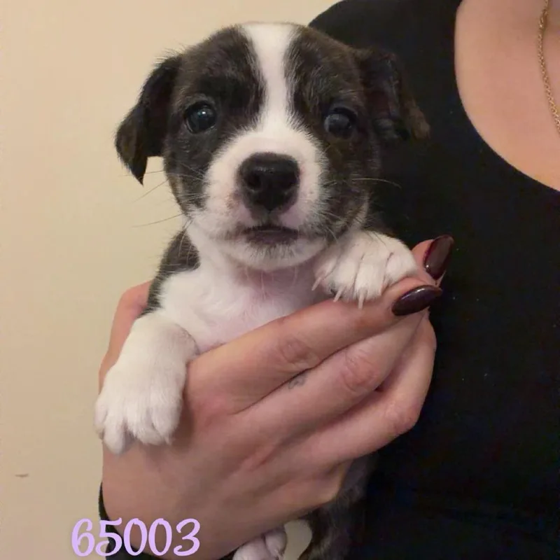 A baby small-sized female Brindle Boston Terrier dog named Sadie for adoption in Chico, CA