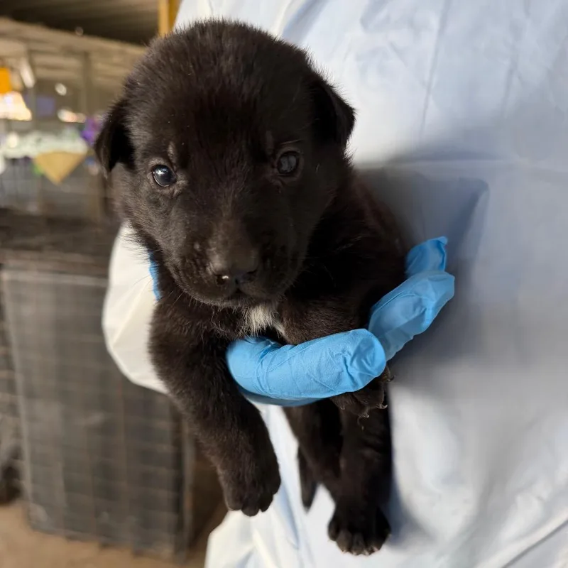 A baby small-sized female Black Australian Cattle Dog / Blue Heeler dog named Yam for adoption in Edinburg, TX