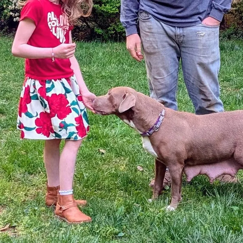 An adult medium-sized female Brown / Chocolate Labrador Retriever dog named Birdie for adoption in Fairfax Station, VA