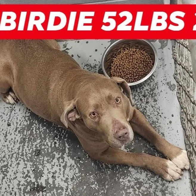 Birdie thumbnail 3