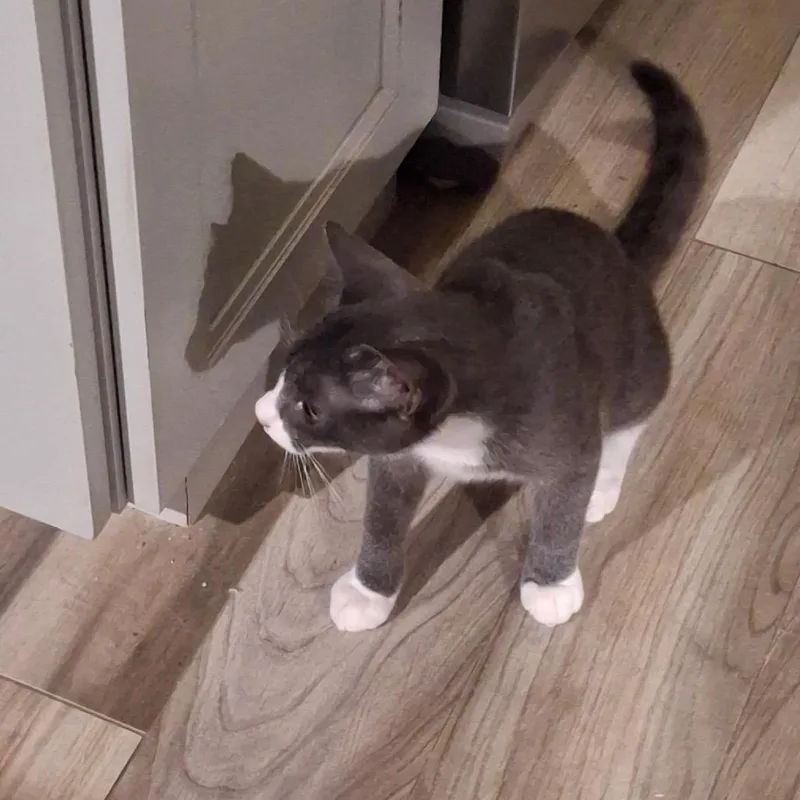A young small-sized male Gray / Blue / Silver Domestic Short Hair cat named Mickey for adoption in Germantown, MD