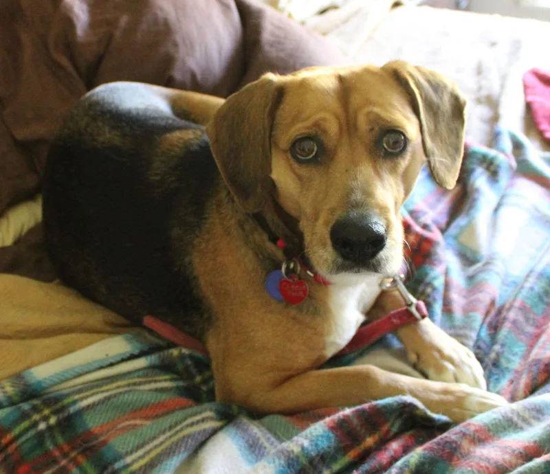 Cheesecake thumbnail 2