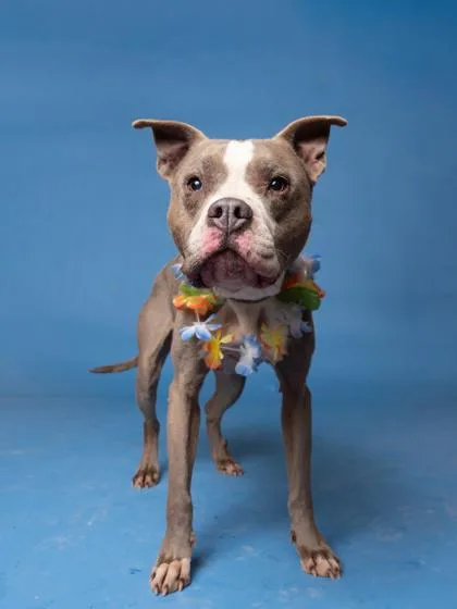 An adult medium-sized female Mixed Breed dog named Madame for adoption in Atlanta, GA