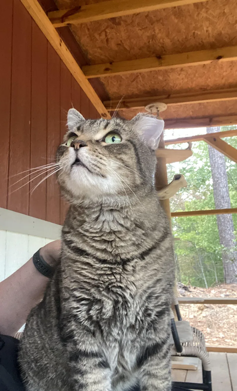 Quincy Bob thumbnail 4