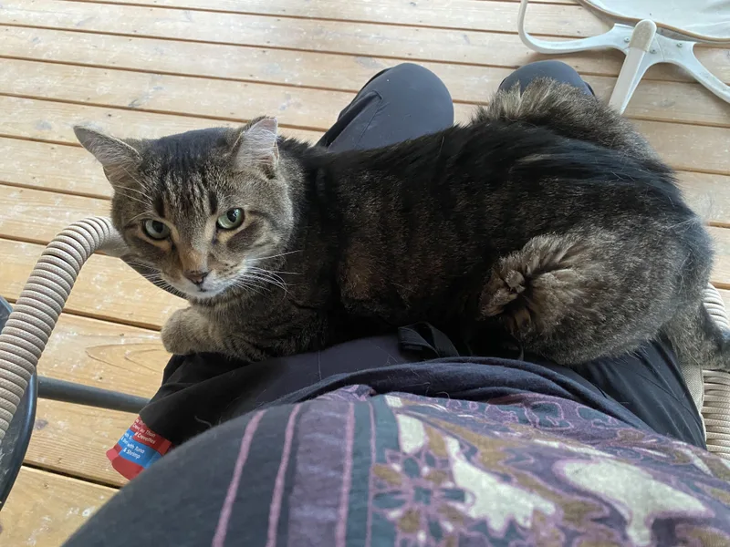 Quincy Bob thumbnail 5