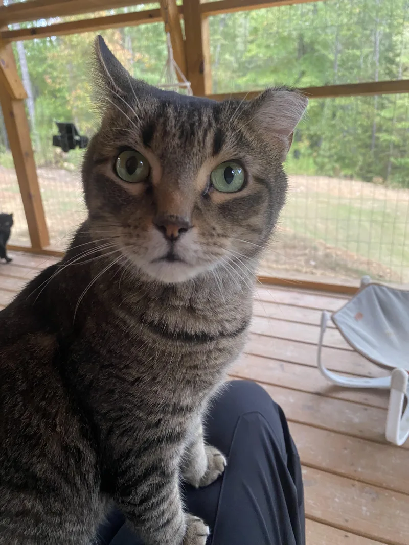 Quincy Bob thumbnail 6