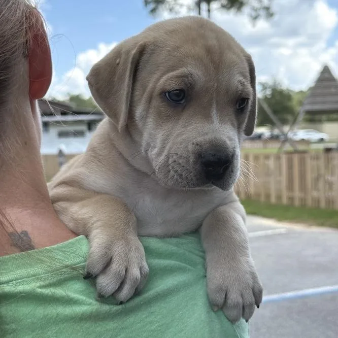 A baby medium-sized male Yellow / Tan / Blond / Fawn Mixed Breed dog named Linzer for adoption in Freeport, FL