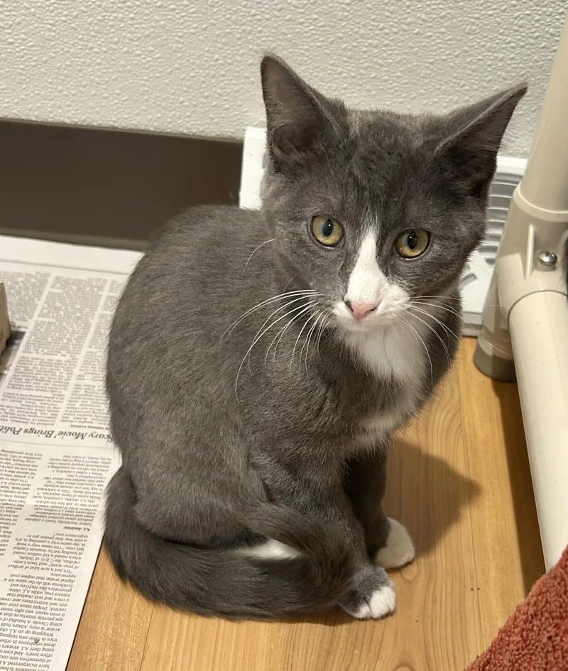 A baby medium-sized male Gray & White Domestic Short Hair cat named Peri for adoption in Parkville, MO