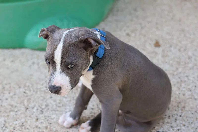 A baby medium-sized male Gray / Blue / Silver Mixed Breed dog named Mickey for adoption in BONIFAY, FL