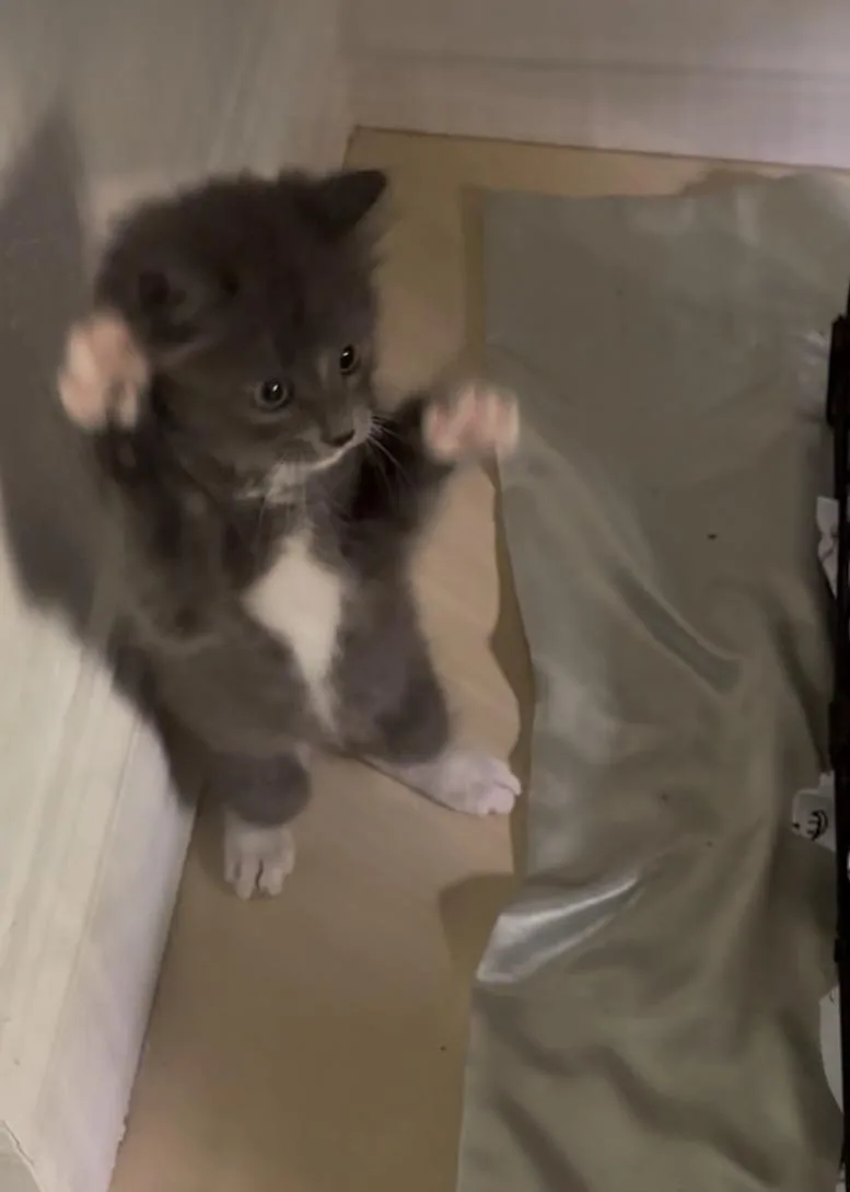 A baby medium-sized male Domestic Medium Hair cat named Boots for adoption in Bonita Springs, FL