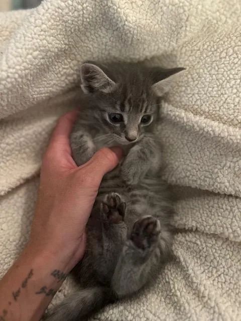 A baby medium-sized male Tabby cat named Jack for adoption in Stamford, CT