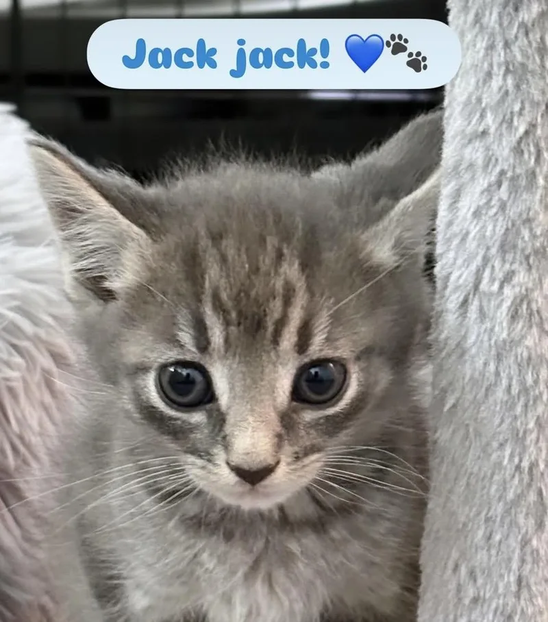 Jack thumbnail 2