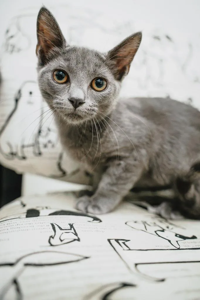 A baby small-sized female Tabby cat named Jolly Rancher @PetSmart Walker for adoption in Newberg, OR