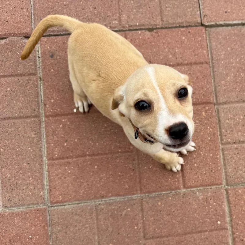 A baby medium-sized female White / Cream Labrador Retriever dog named Jessie for adoption in Spring, TX
