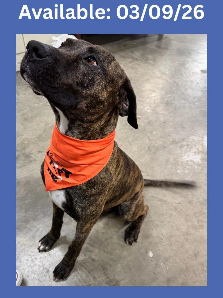 Dog Kennel  Tiger thumbnail 3