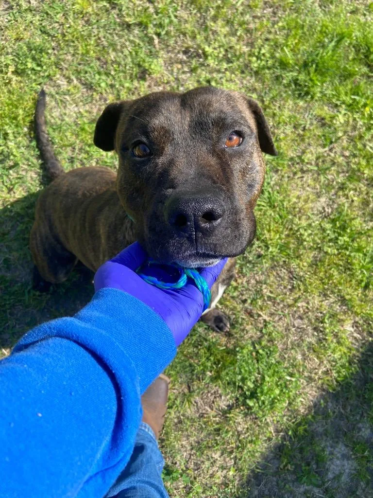 Dog Kennel  Tiger thumbnail 4