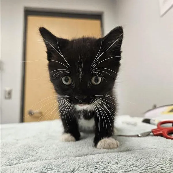 A baby small-sized male Black Domestic Medium Hair cat named Rarity for adoption in Jacksonville, FL