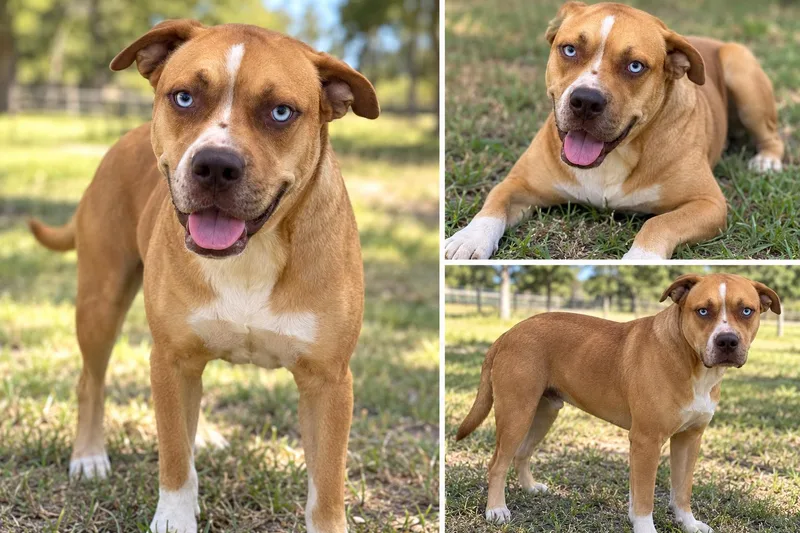 A young medium-sized male American Staffordshire Terrier dog named Scout for adoption in Kiln, MS