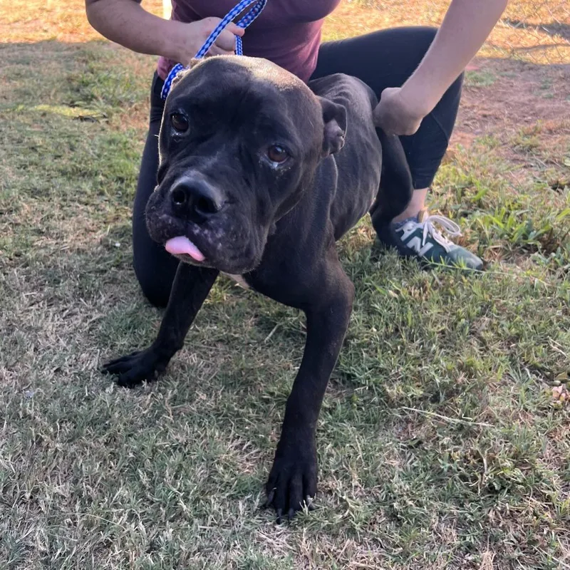 An adult medium-sized female Mixed Breed dog named Chanty Beluga for adoption in Austin, TX