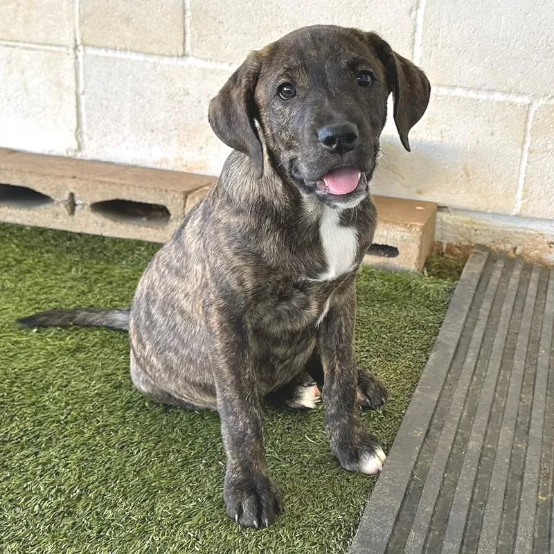 A baby medium-sized male Hound dog named R Rune for adoption in Port Washington, NY
