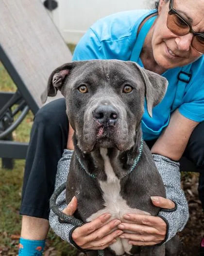 An adult large-sized male Mixed Breed dog named Frank Rearden for adoption in Chamblee, GA