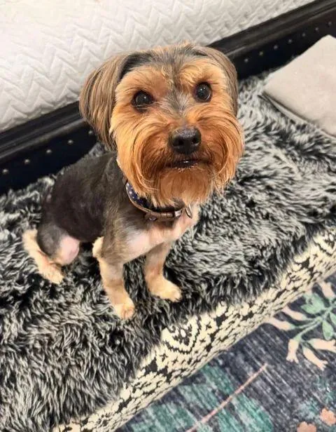 An adult small-sized male Bicolor Yorkshire Terrier dog named Toto for adoption in Houston, TX